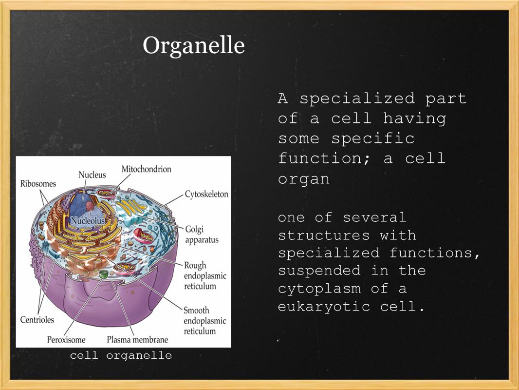 Organelle cell organelle A specialized part of a cell having some specific function; a cell organ one of several structures with specialized functions, suspended in the cytoplasm of a eukaryotic cell.