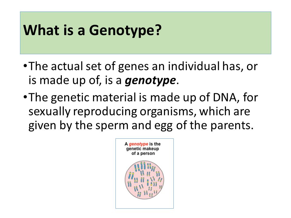 What is a Genotype. The actual set of genes an individual has, or is made up of, is a genotype.