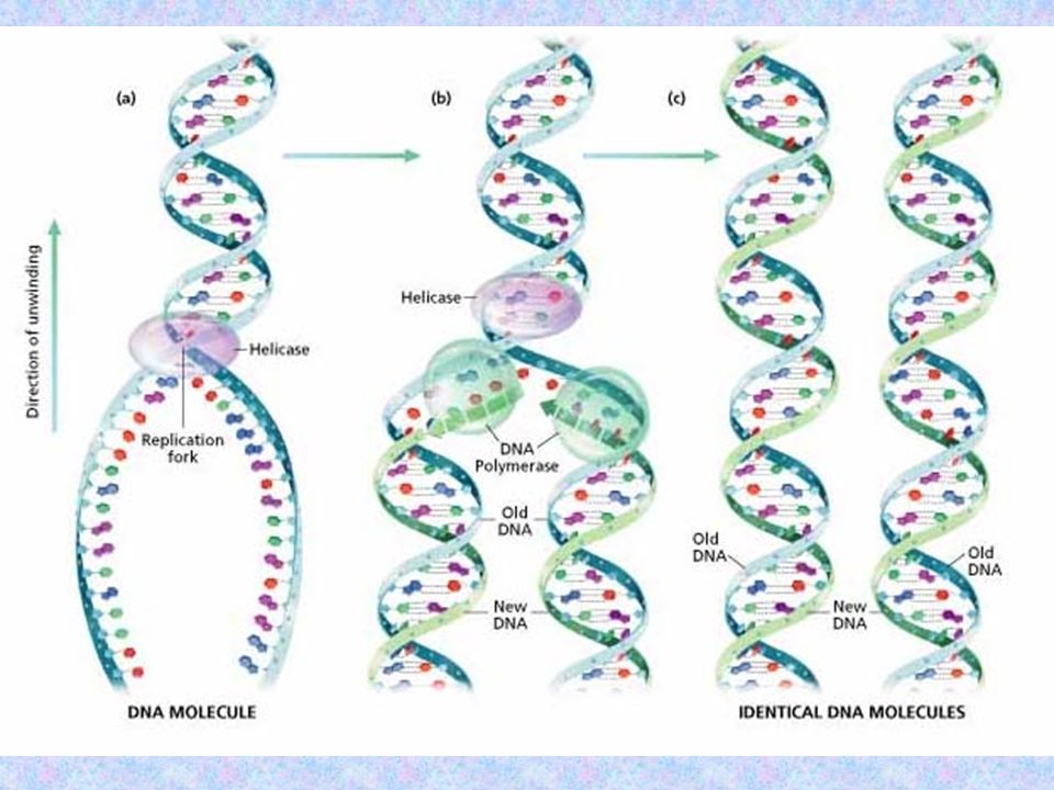 3 этапа репликации. Терминация репликации ДНК. Репликация ДНК. Этапы репликации ДНК. Репликация ДНК олигонуклеотид.