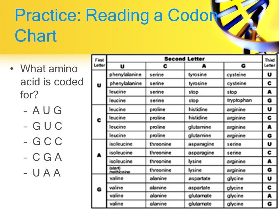 How To Read A Codon Chart
