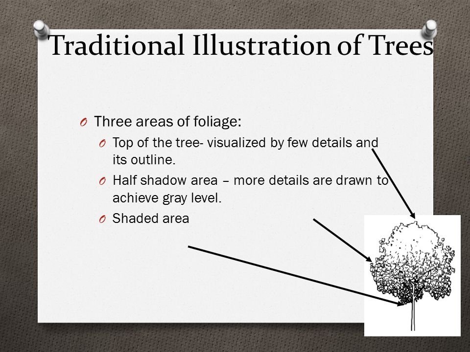 Traditional Illustration of Trees O Three areas of foliage: O Top of the tree- visualized by few details and its outline.