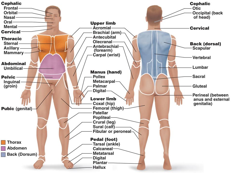 The Language Of Anatomy Ppt Video Online Download