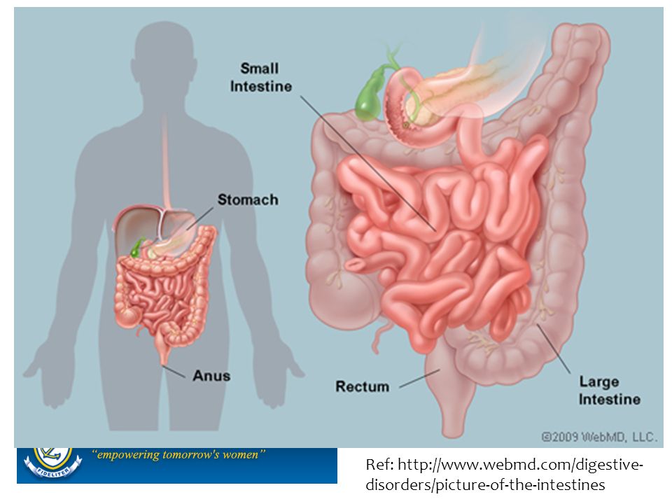Ref:   disorders/picture-of-the-intestines