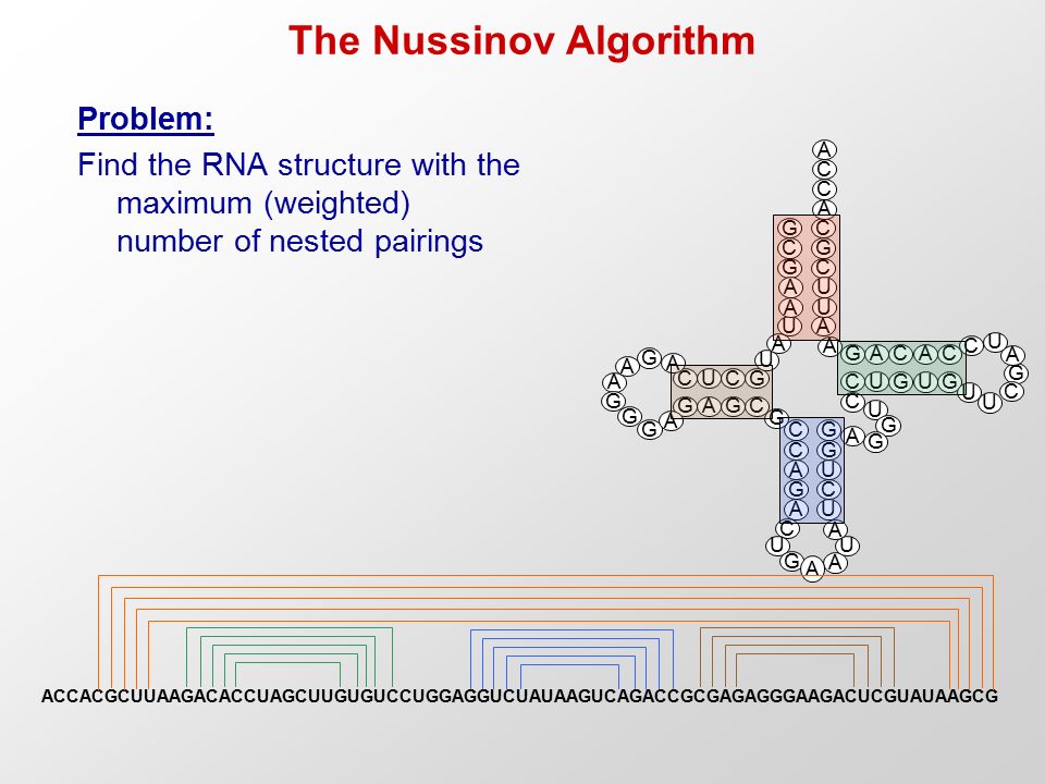 The Nussinov Algorithm Problem: Find the RNA structure with the maximum (weighted) number of nested pairings A G A C C U C U G G G CG GC AG UC U A U G C G A A C G C GU CA UC AG C U G G A A G A A G G G A G A U C U U C A C C A A U A C U G A A U U G C ACCACGCUUAAGACACCUAGCUUGUGUCCUGGAGGUCUAUAAGUCAGACCGCGAGAGGGAAGACUCGUAUAAGCG A