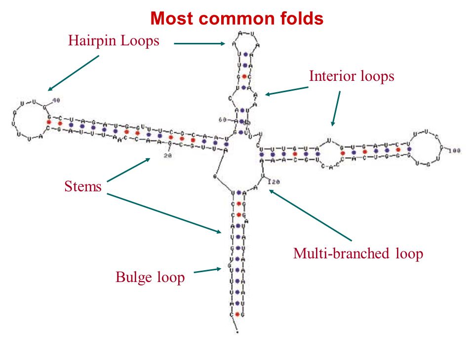 Hairpin Loops Stems Bulge loop Interior loops Multi-branched loop Most common folds