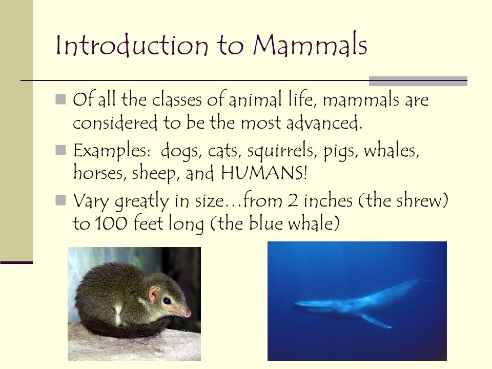 Dissecting the Rat. Introduction to Mammals Of all the classes of animal  life, mammals are considered to be the most advanced. Examples: dogs, cats,  squirrels, - ppt download