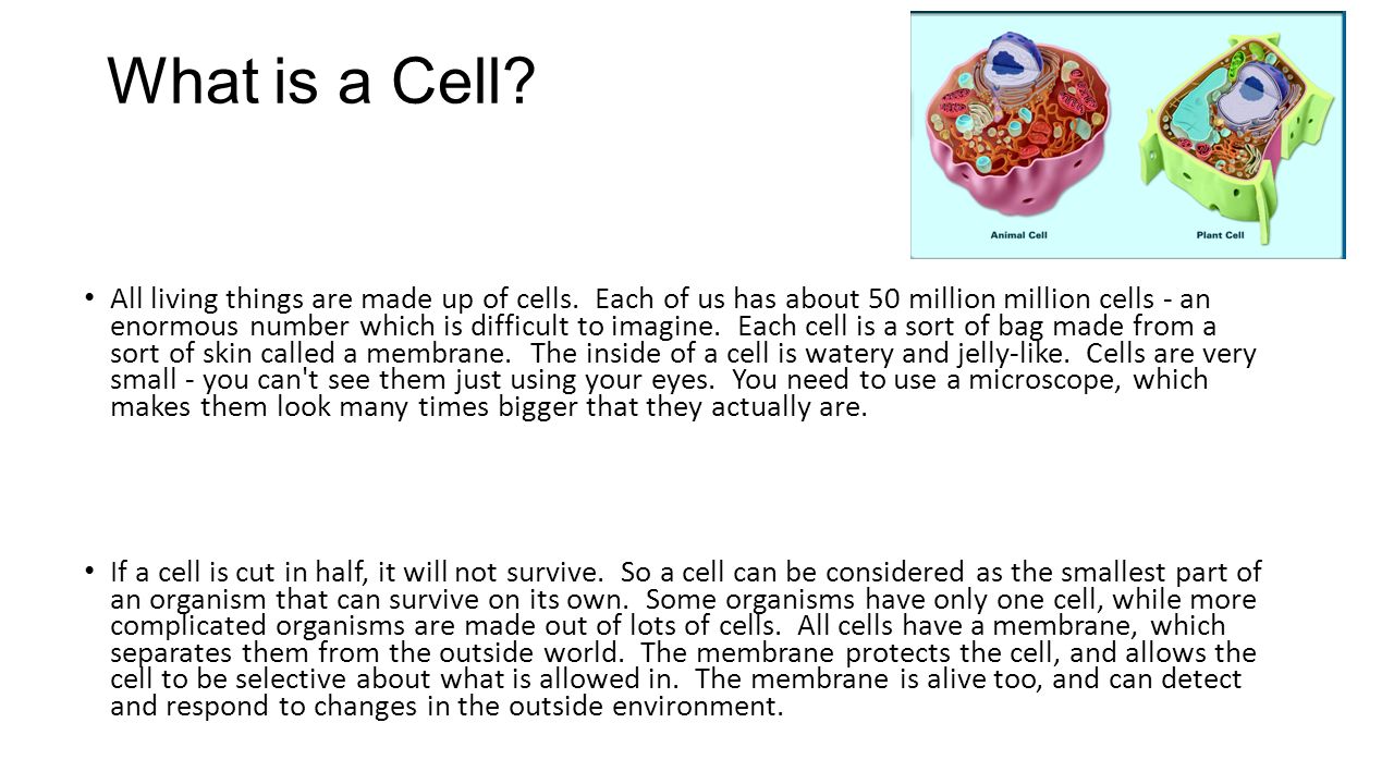What is a cell 1 What is a cell 34