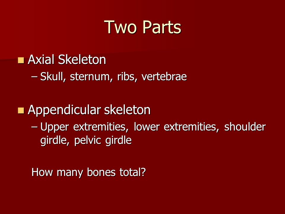 Two Parts Axial Skeleton Axial Skeleton –Skull, sternum, ribs, vertebrae Appendicular skeleton Appendicular skeleton –Upper extremities, lower extremities, shoulder girdle, pelvic girdle How many bones total