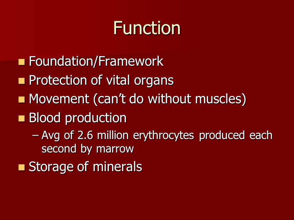 Function Foundation/Framework Foundation/Framework Protection of vital organs Protection of vital organs Movement (can’t do without muscles) Movement (can’t do without muscles) Blood production Blood production –Avg of 2.6 million erythrocytes produced each second by marrow Storage of minerals Storage of minerals