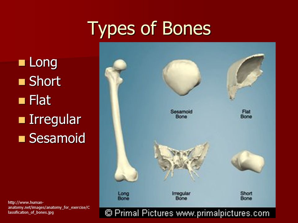 Types of Bones Long Long Short Short Flat Flat Irregular Irregular Sesamoid Sesamoid   anatomy.net/images/anatomy_for_exercise/C lassification_of_bones.jpg
