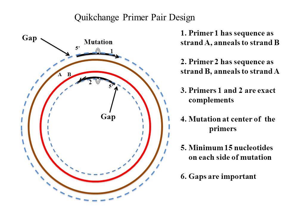 Protein Engineering 1. Change DNA Sequence 2. Change RNA Sequence 3. Change  Amino Acid Sequence. - ppt download