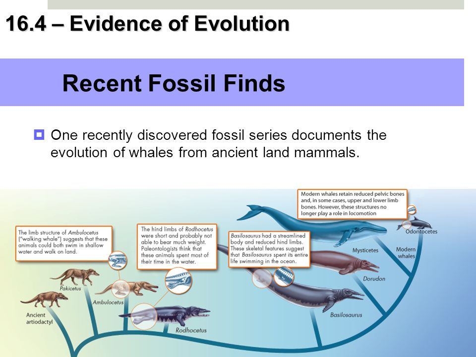 16 4 Evidence Of Evolution 16 4 Evidence Of Evolution Ppt Download