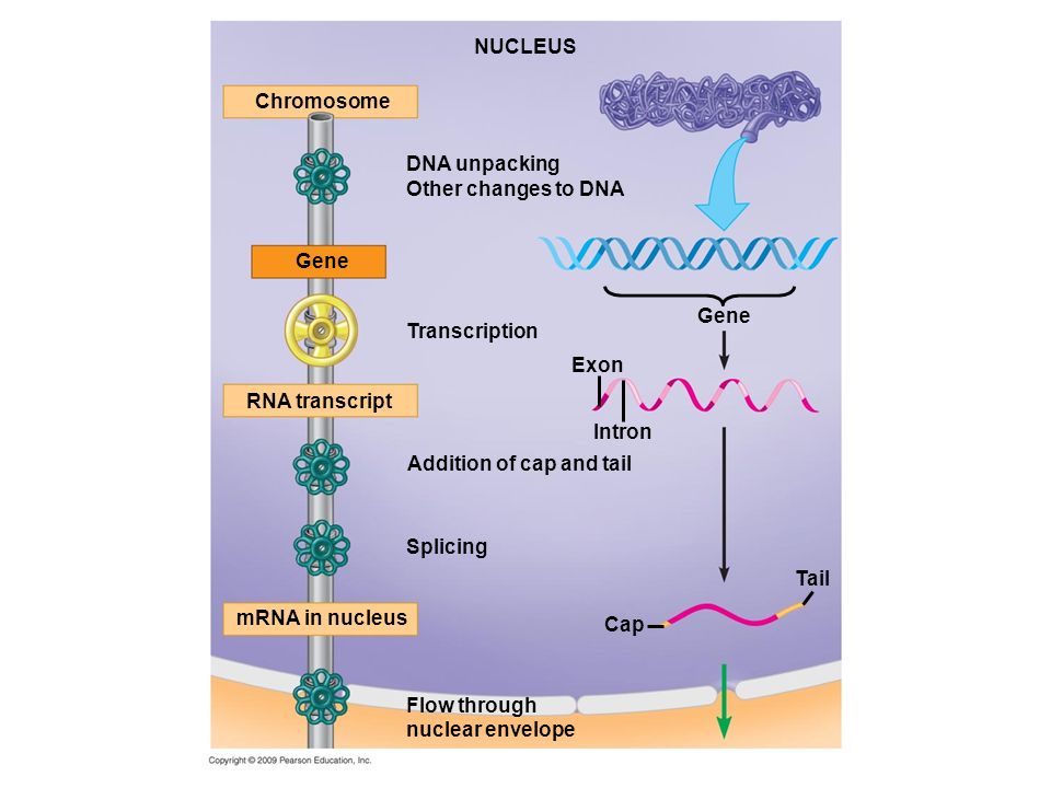 NUCLEUS DNA unpacking Other changes to DNA Addition of cap and tail Chromosome Gene RNA transcript Gene Transcription Intron Exon Splicing Cap mRNA in nucleus Tail Flow through nuclear envelope