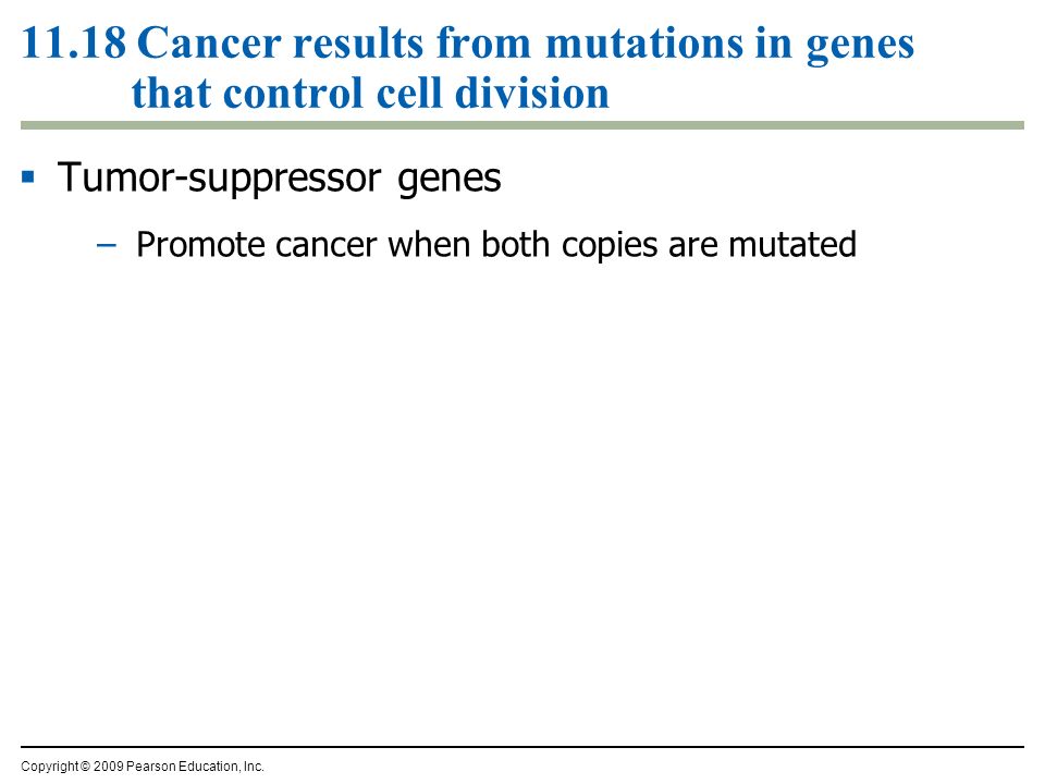 11.18 Cancer results from mutations in genes that control cell division  Tumor-suppressor genes –Promote cancer when both copies are mutated Copyright © 2009 Pearson Education, Inc.