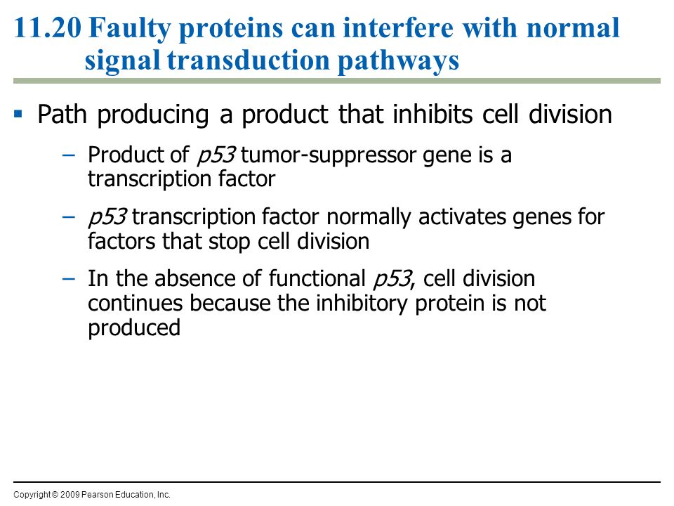 11.20 Faulty proteins can interfere with normal signal transduction pathways  Path producing a product that inhibits cell division –Product of p53 tumor-suppressor gene is a transcription factor –p53 transcription factor normally activates genes for factors that stop cell division –In the absence of functional p53, cell division continues because the inhibitory protein is not produced Copyright © 2009 Pearson Education, Inc.