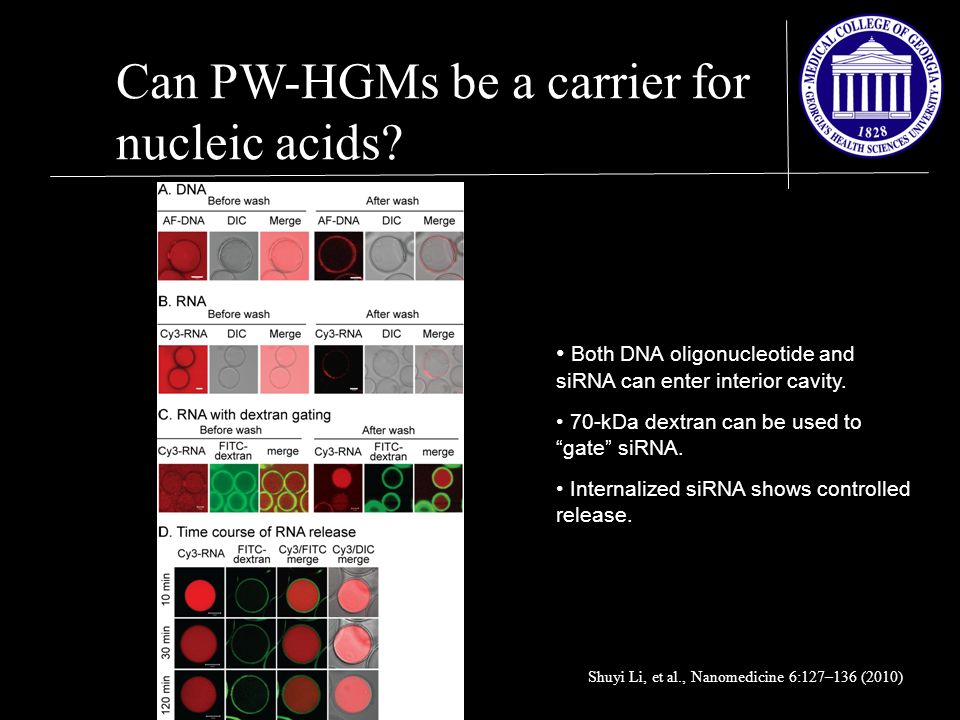 Can PW-HGMs be a carrier for nucleic acids.