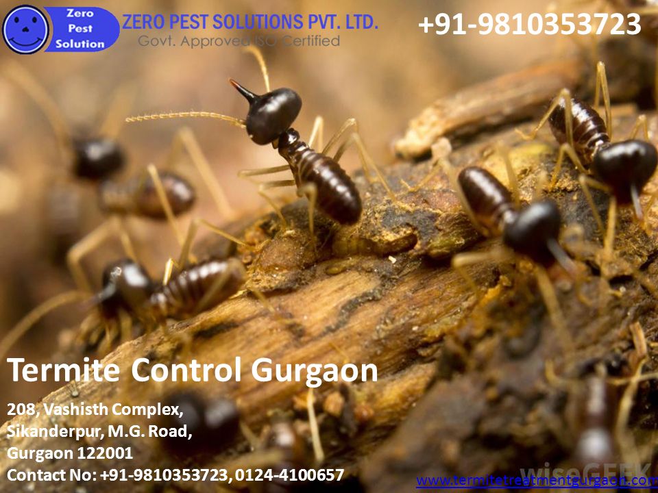 Termite Control Gurgaon   208, Vashisth Complex, Sikanderpur, M.G.