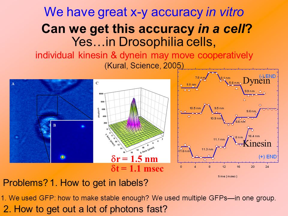 Yes…in Drosophilia cells, individual kinesin & dynein may move cooperatively (Kural, Science, 2005) We have great x-y accuracy in vitro Can we get this accuracy in a cell.