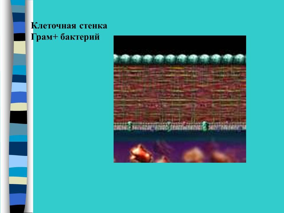 Клеточная стенка Грам+ бактерий