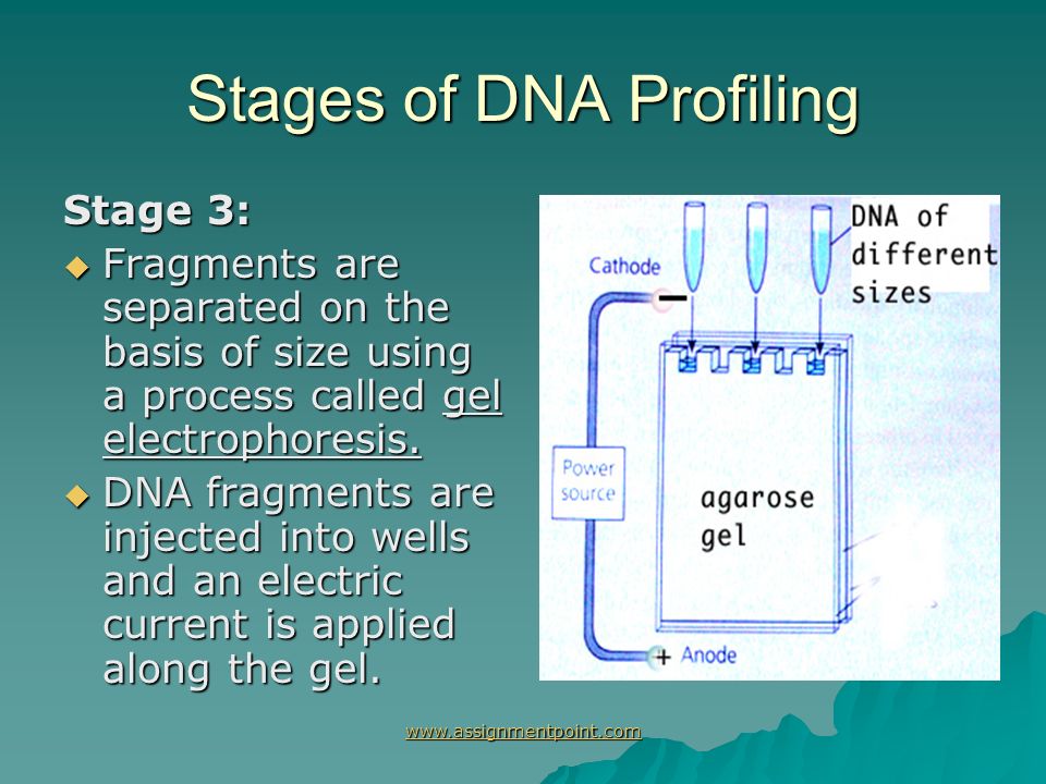 dna profiling dna fingerprinting ppt download