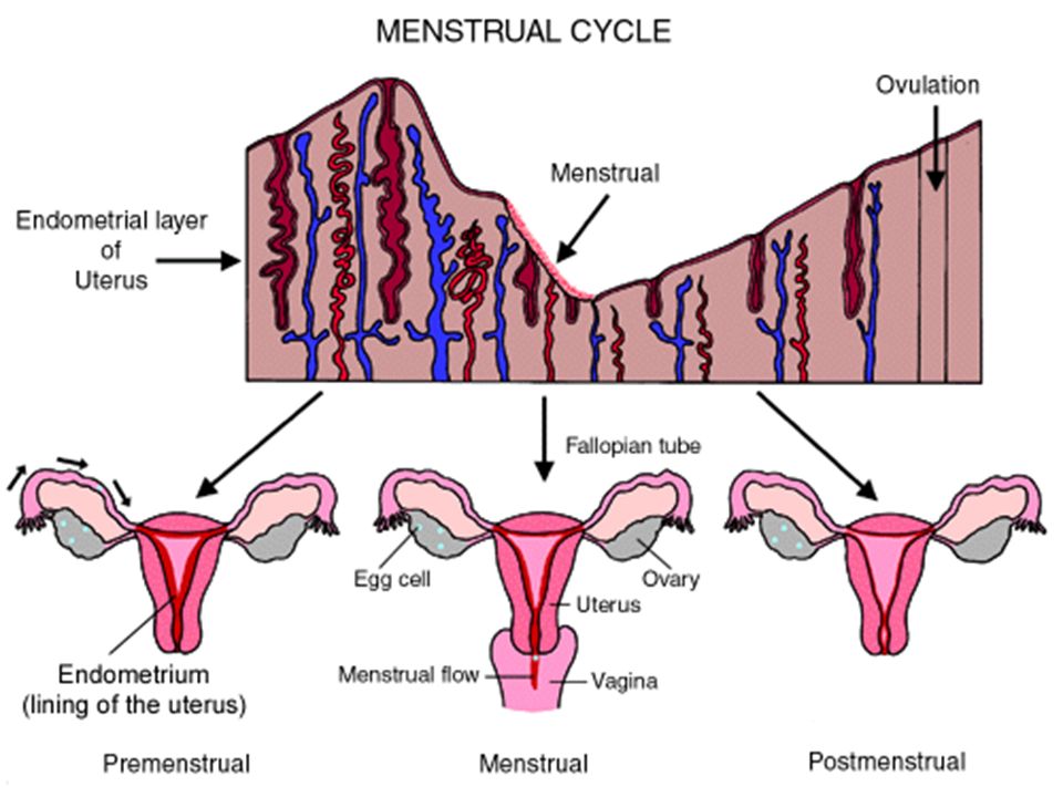 Cuanto dura el ciclo menstrual
