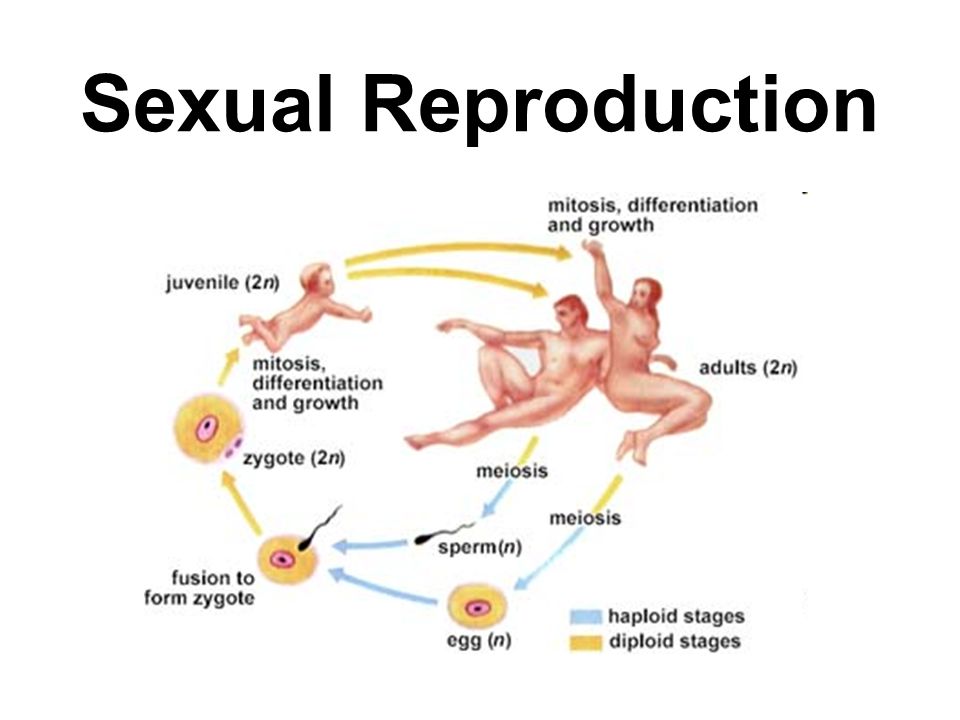Sexual Vs Asexual Reproduction Venn Diagram