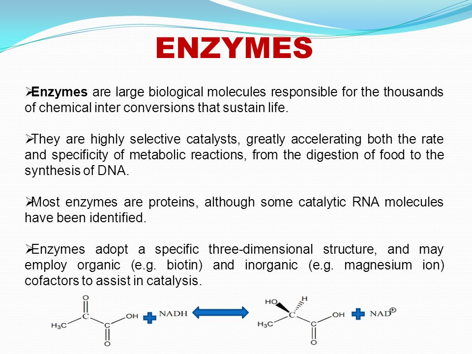 Large biological molecules and their types discussed