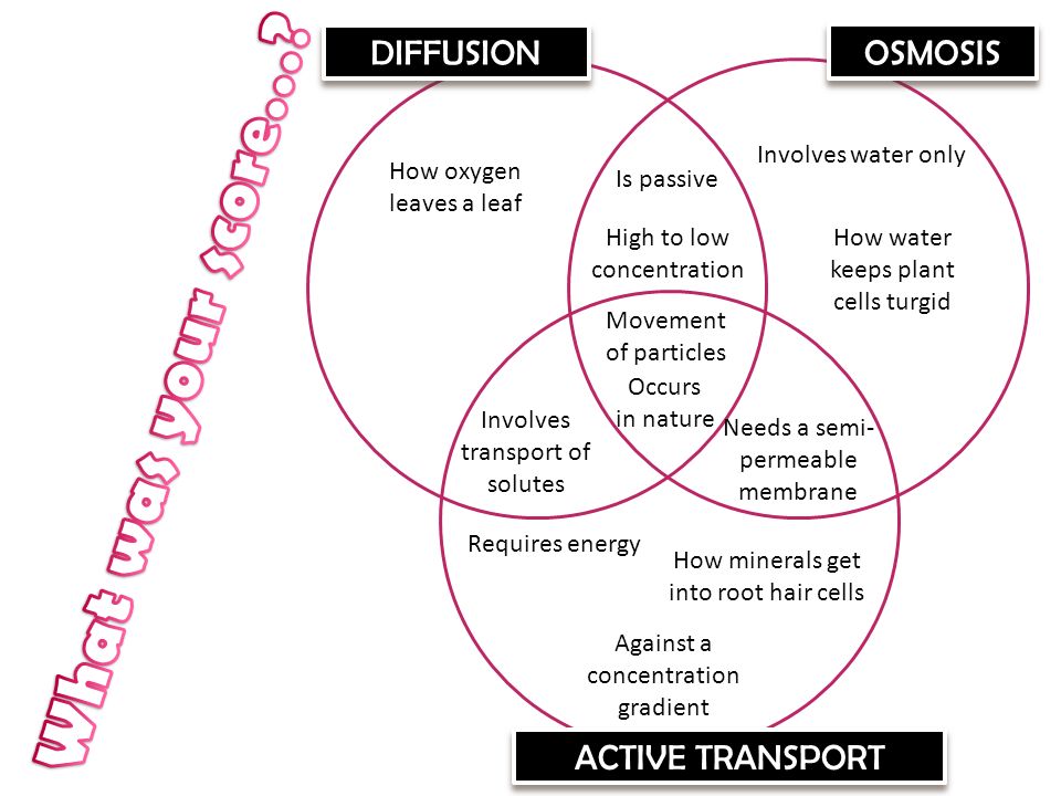 osmosis vs diffusion venn diagram magdalene project org passive transport and active transport venn diagram