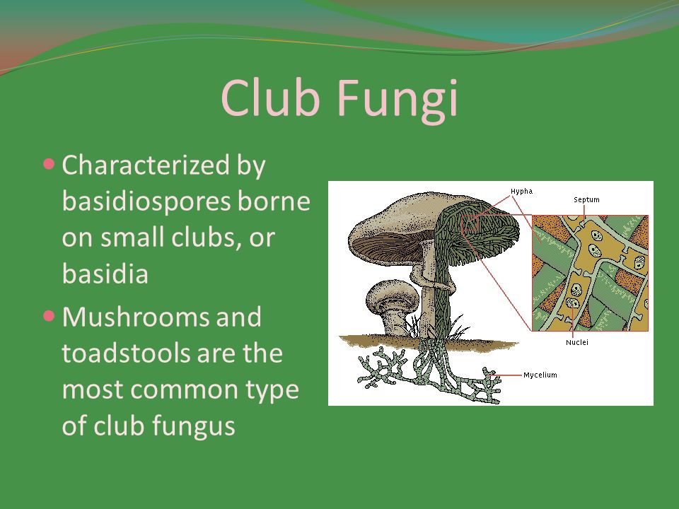 Characteristics Of Protists Eukaryotic Mostly Unicellular Autotrophic And Heterotrophic Forms Ppt Download