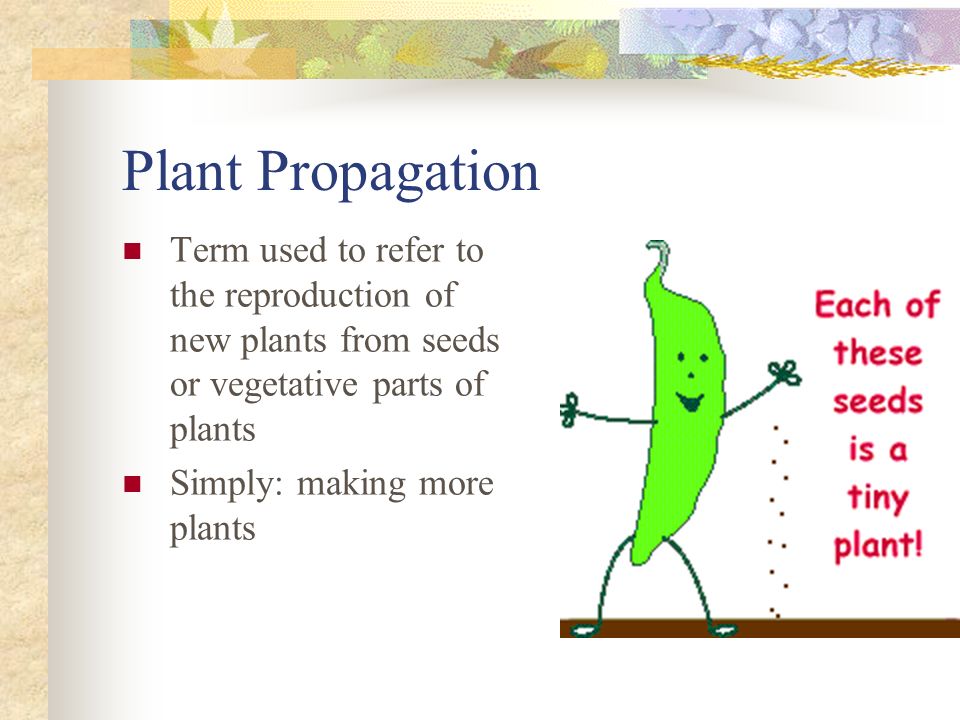Importance of plant propagation in horticulture