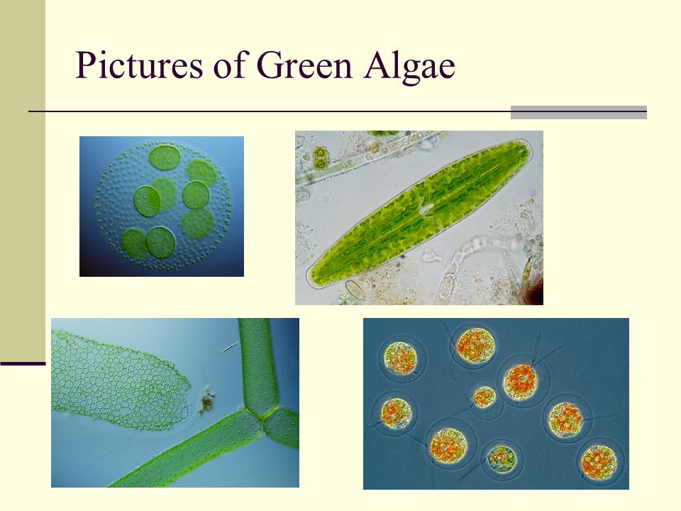 Pictures of Green Algae