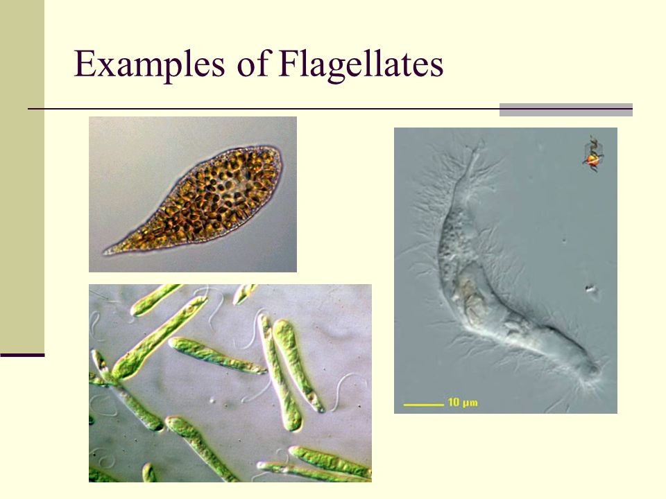 Examples of Flagellates