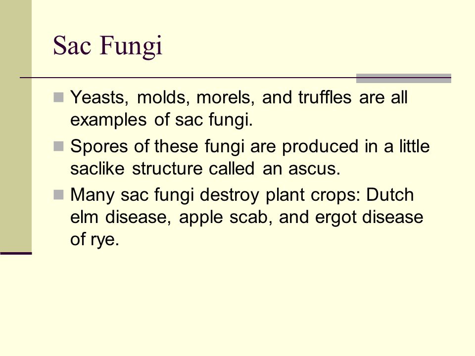 Sac Fungi Yeasts, molds, morels, and truffles are all examples of sac fungi.