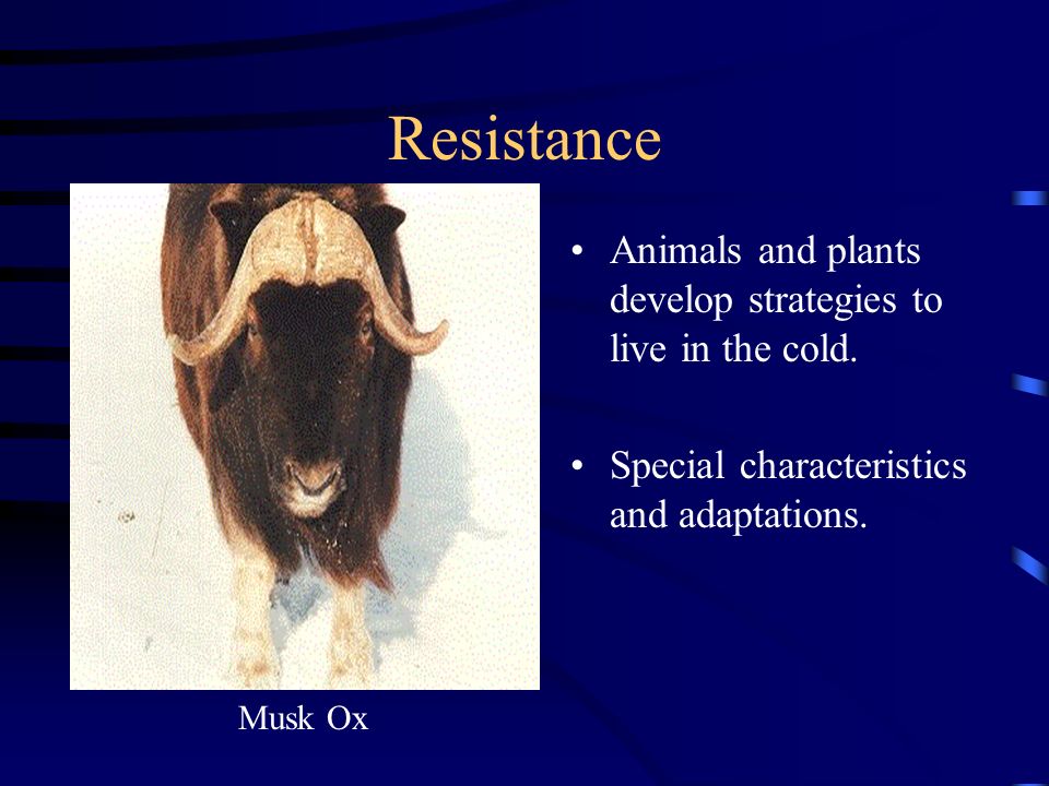 Survival Strategies for Plants and Animals Peter Marchand Founder of the  Winter Ecology classes at the College level. “Life in the Cold” Premier  researcher. - ppt download