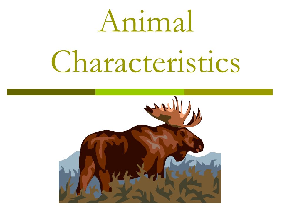 WARM UP 1. List 5 characteristics that all animals share. 2. List 10 types  of animals. - ppt download