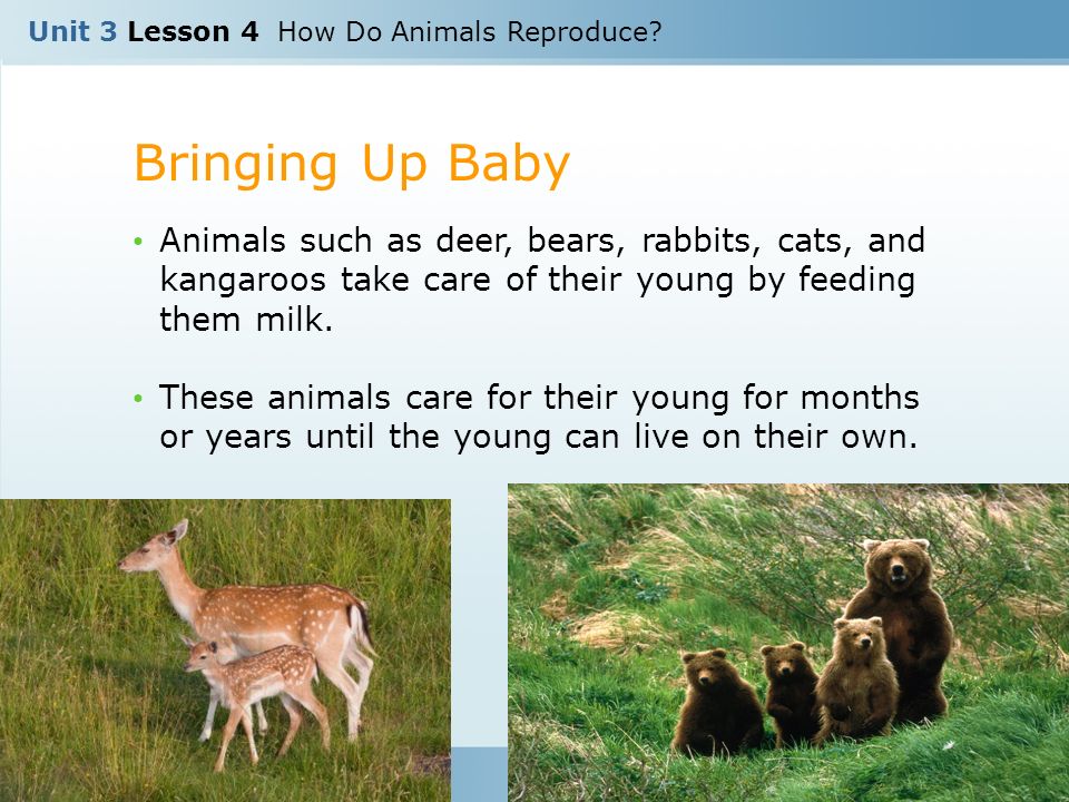 Unit 3 Lesson 4 How Do Animals Reproduce? Copyright © Houghton Mifflin  Harcourt Publishing Company. - ppt download