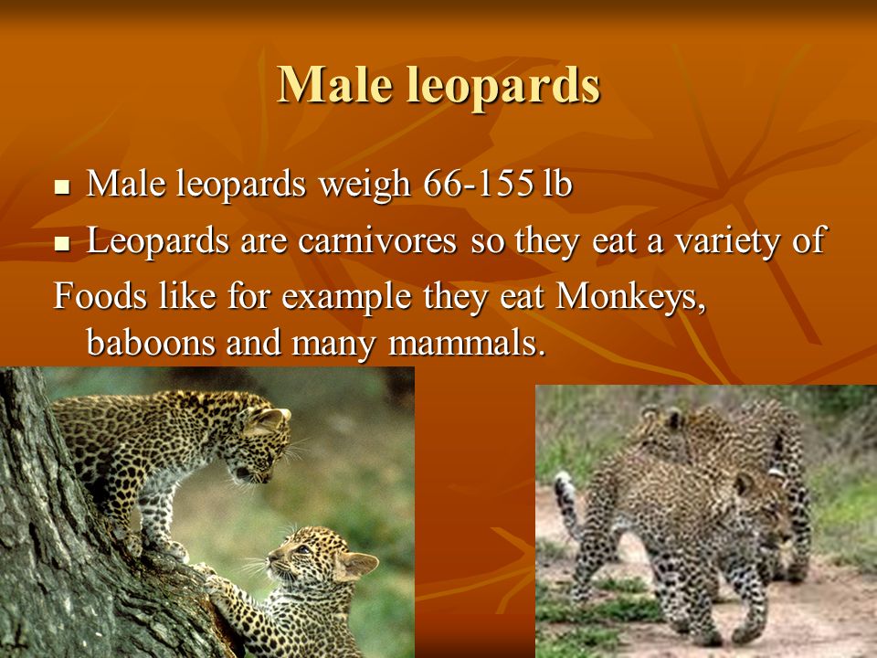 African lions and leopards BY: Brianna. Lions in general In general lions  are the biggest wild cat in Africa. In general lions are the biggest wild  cat. - ppt download