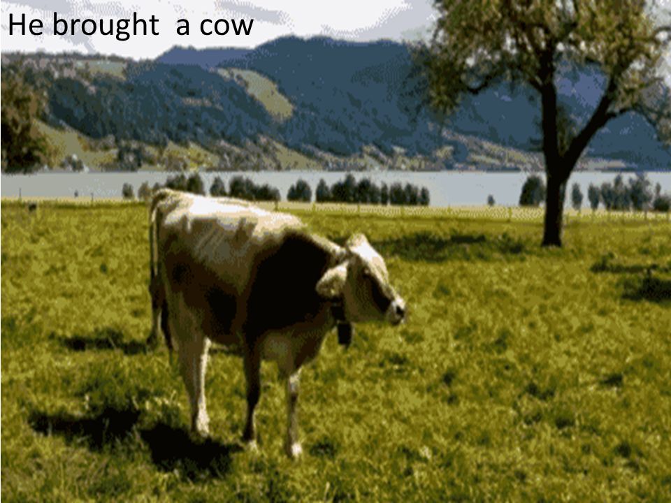 He brought a cow