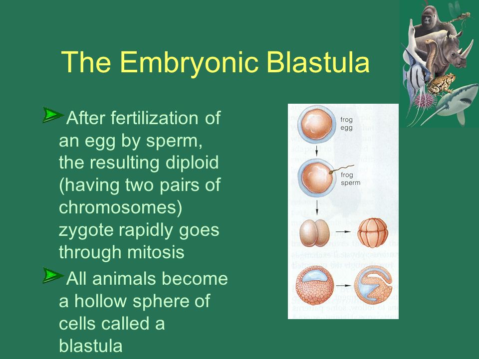 The Embryonic Blastula After fertilization of an egg by sperm, the resulting diploid (having two pairs of chromosomes) zygote rapidly goes through mitosis All animals become a hollow sphere of cells called a blastula