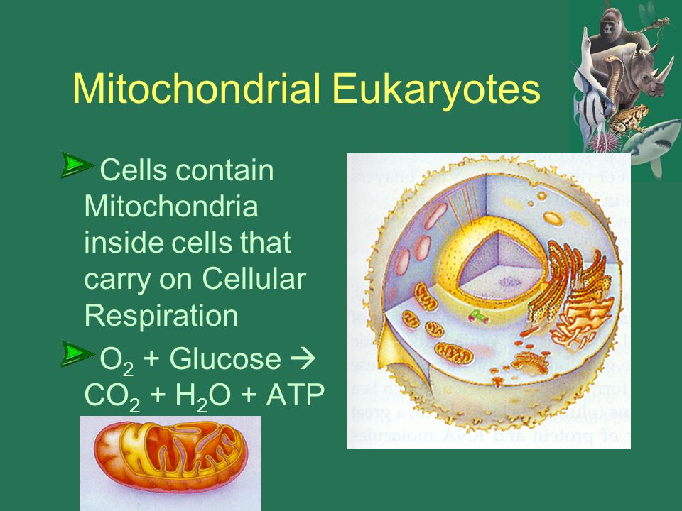 Mitochondrial Eukaryotes Cells contain Mitochondria inside cells that carry on Cellular Respiration O 2 + Glucose  CO 2 + H 2 O + ATP