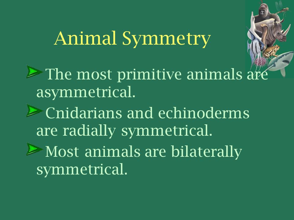 Animal Symmetry The most primitive animals are asymmetrical.