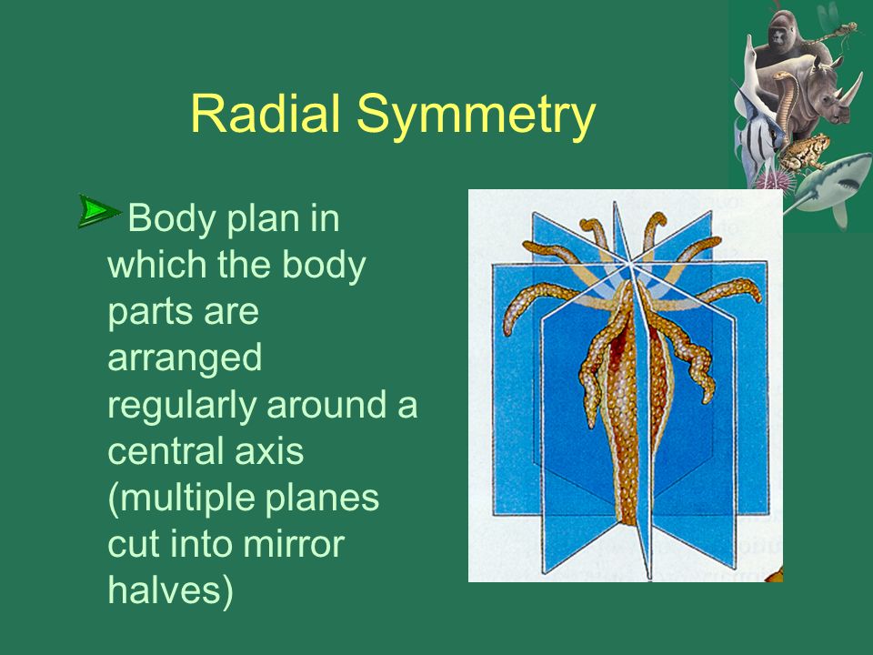 Radial Symmetry Body plan in which the body parts are arranged regularly around a central axis (multiple planes cut into mirror halves)