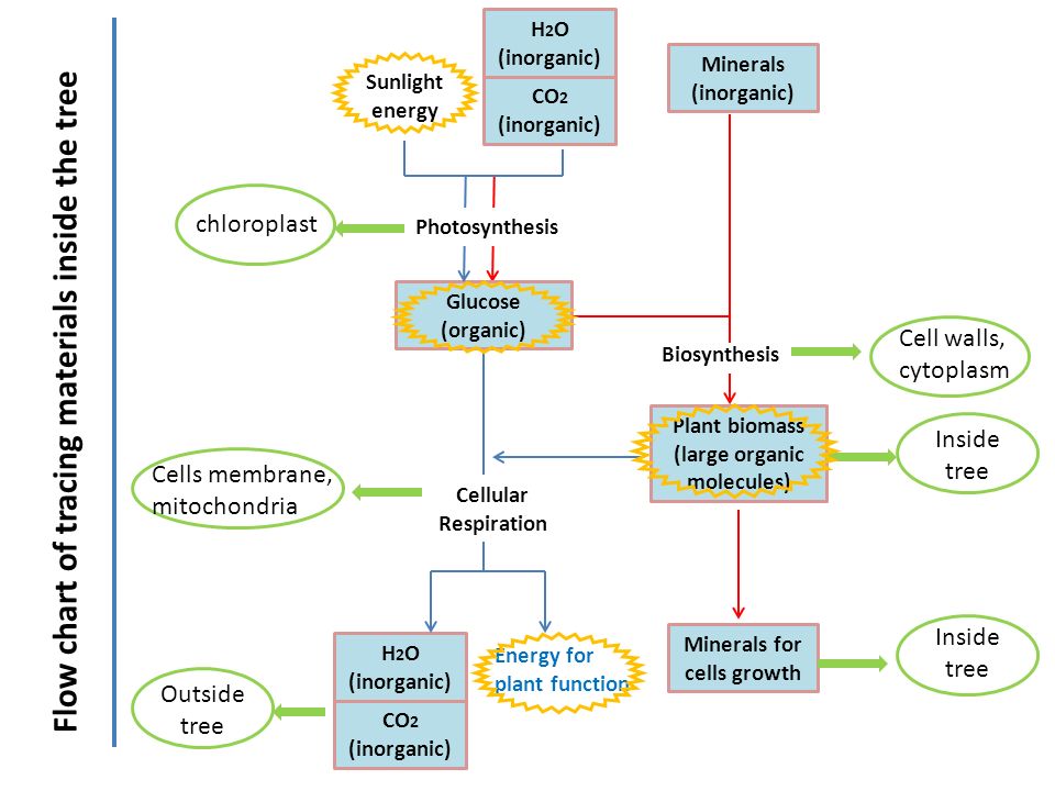 cellular respiration photosynthesis flow chart
