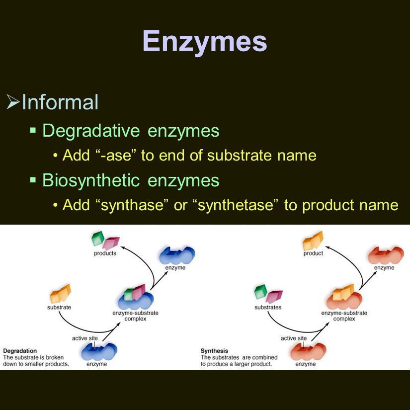  Informal  Degradative enzymes Add -ase to end of substrate name  Biosynthetic enzymes Add synthase or synthetase to product name Enzymes