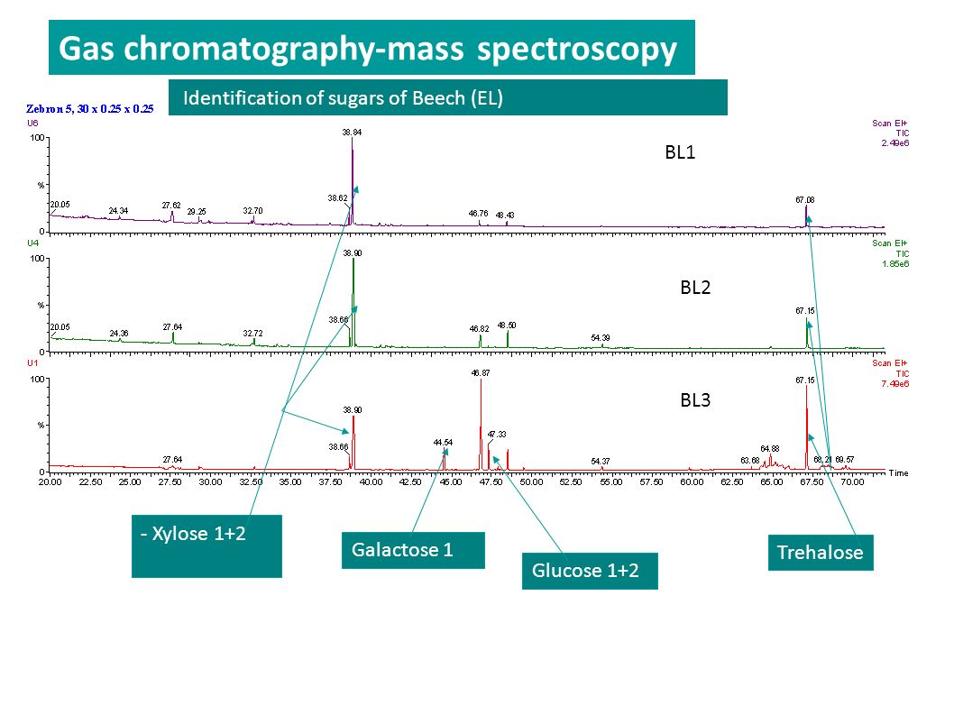 Identification of sugars of Beech (EL) BL1 BL2 BL3 - Xylose 1+2 Galactose 1 Glucose 1+2 Trehalose Gas chromatography-mass spectroscopy
