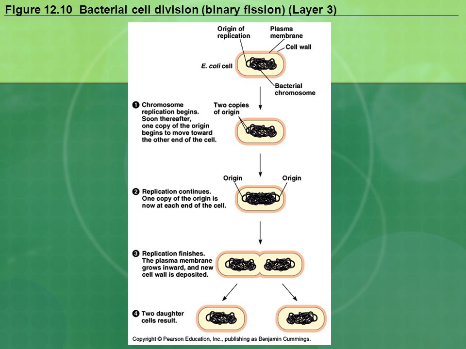 in bacterial cells binary fission involves __________