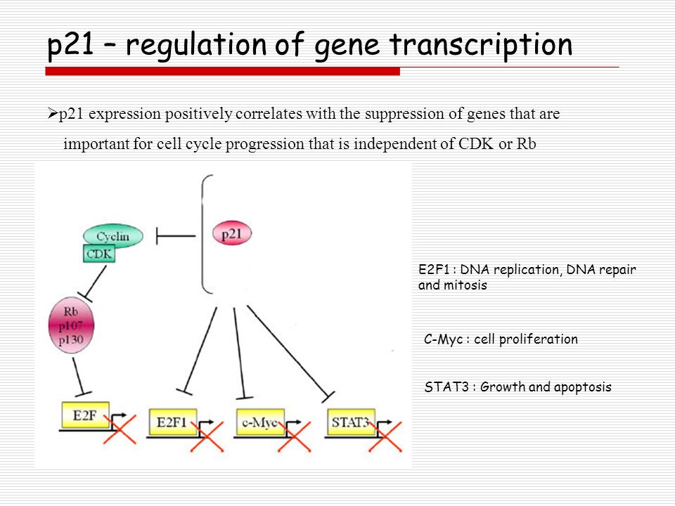Reg 21. Sox21 ген. Ctatalasa Gene Salt tolerance mechanisime.