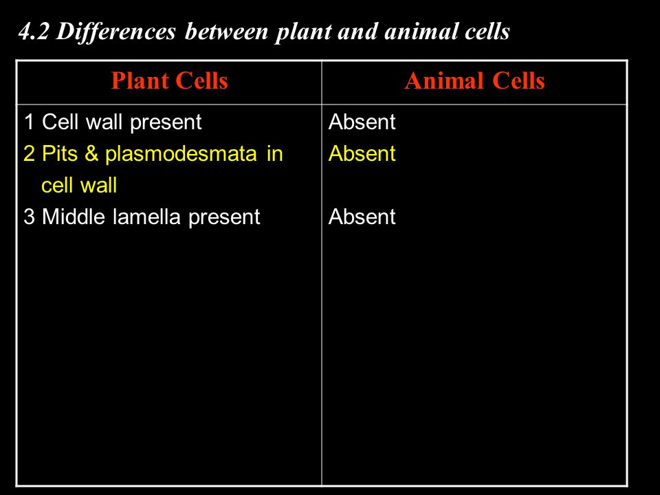 Plant leaf cell (SEM) (x7700) Mammalian cells (SEM) (x2500) - ppt download