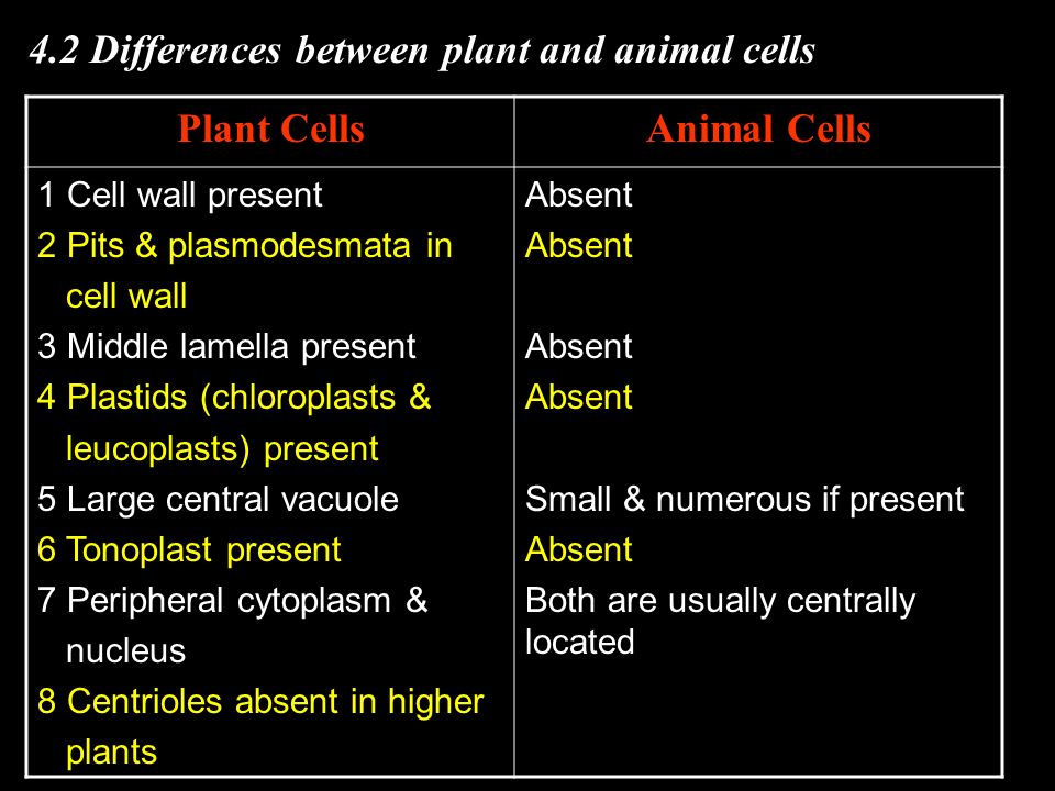 Plant leaf cell (SEM) (x7700) Mammalian cells (SEM) (x2500) - ppt download