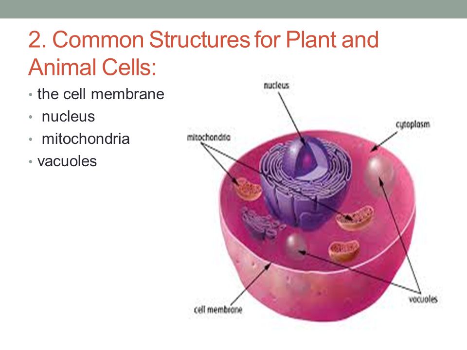 PLANT CELLS VERSES ANIMAL CELLS Compare the major components of plant and animal  cells. - ppt download